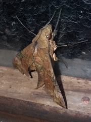 Aleuron iphis