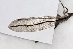 Protoplectron longitudinale