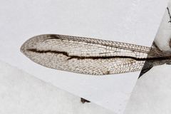 Protoplectron longitudinale