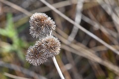 Juncus megacephalus