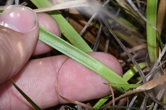 Juncus megacephalus