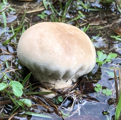 Calvatia cyathiformis image