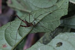 Progonyleptoidellinae