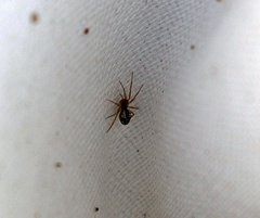 Araneae