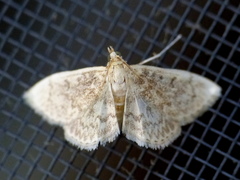 Anania quebecensis
