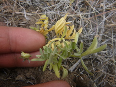 Viola beckwithii