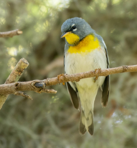Setophaga americana image