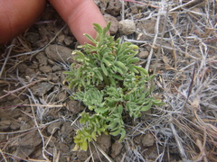 Viola beckwithii
