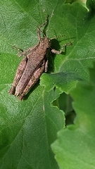 Ronderosia bergii