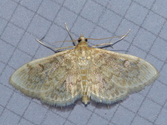 Anania quebecensis