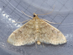Anania quebecensis