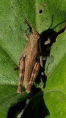 Ronderosia bergii