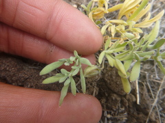 Viola beckwithii