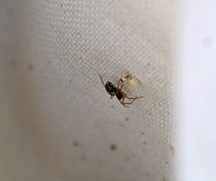 Araneae