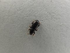 Pseudopentarthrum simplex