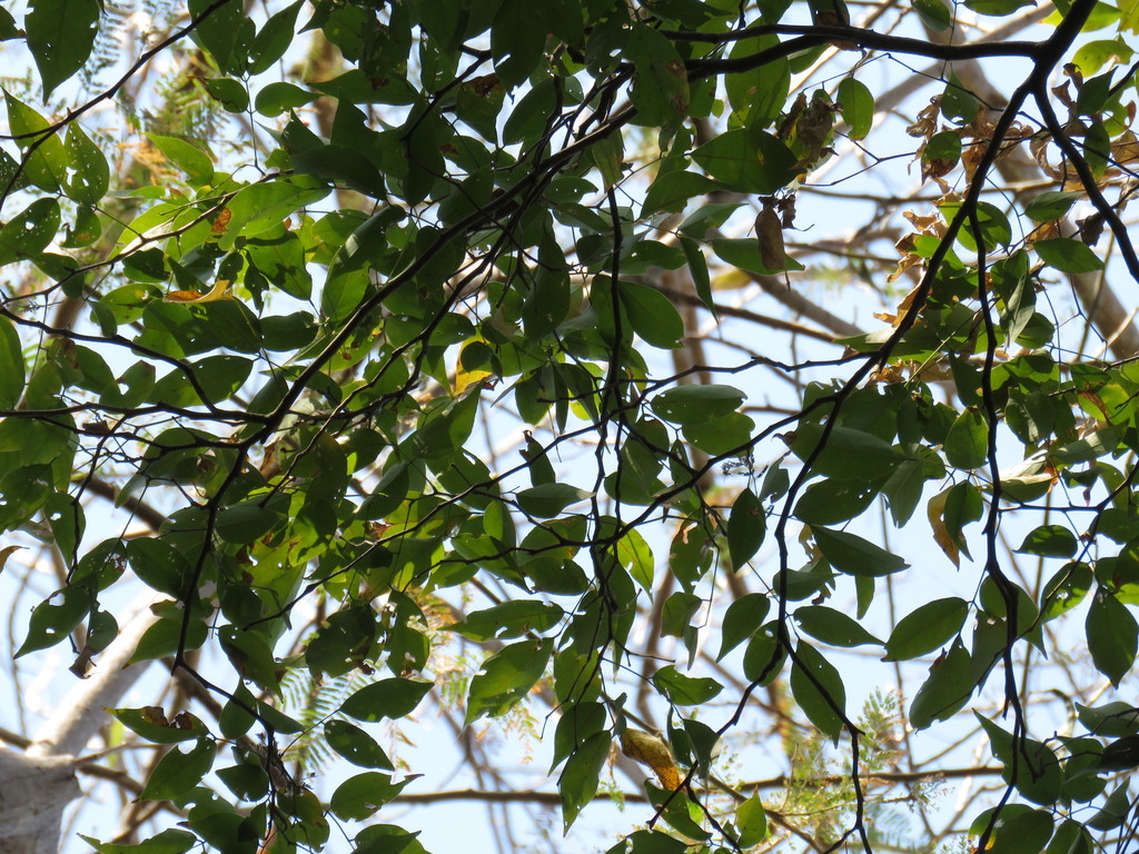 Lonchocarpus minor