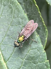 Sargus viridis