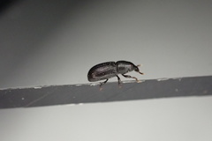 Pseudopentarthrum simplex