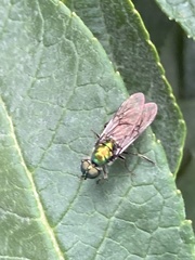 Sargus viridis
