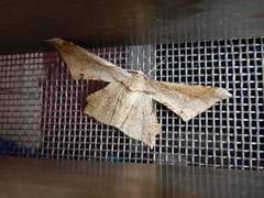 Krananda latimarginaria