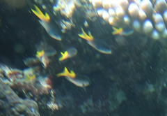 Neopomacentrus azysron