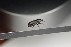 Pseudopentarthrum simplex