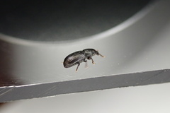 Pseudopentarthrum simplex