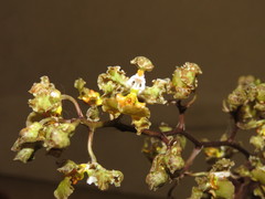 Trichocentrum natalieae