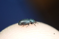 Pseudopentarthrum simplex