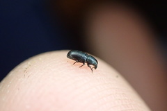 Pseudopentarthrum simplex