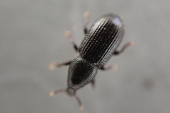 Pseudopentarthrum simplex