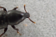 Pseudopentarthrum simplex