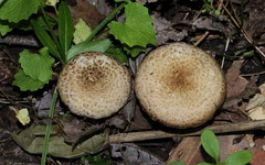 Cystoagaricus subamarus