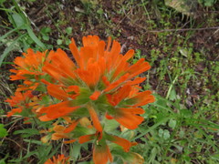 Castilleja hispida hispida