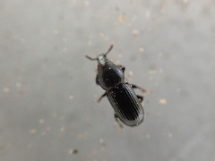 Pseudopentarthrum simplex