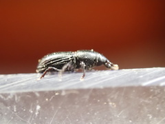 Pseudopentarthrum simplex