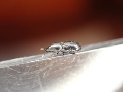 Pseudopentarthrum simplex