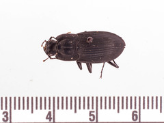 Dicaelus elongatus