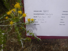 Tetradymia spinosa