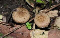Cystoagaricus subamarus