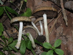 Cystoagaricus subamarus