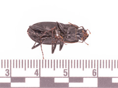 Dicaelus elongatus