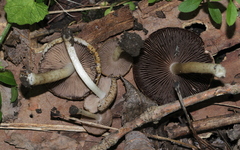 Cystoagaricus subamarus