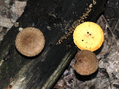 Cystoagaricus subamarus
