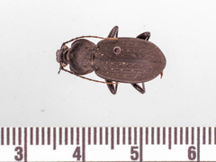 Carabus vinctus