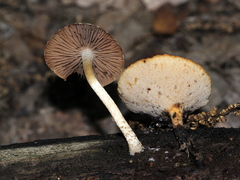 Cystoagaricus subamarus