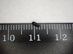 Pseudopentarthrum simplex