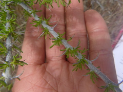 Tetradymia spinosa