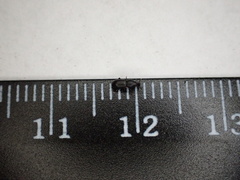 Pseudopentarthrum simplex