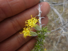 Tetradymia spinosa